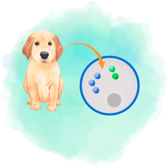 Ilustraçao de um cachorro com imudade fortalecida devido ao processo de absorçao integra dos peptídeos