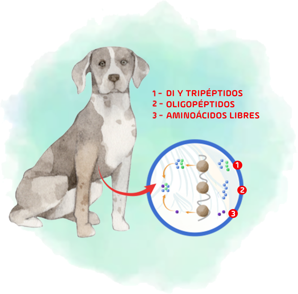 1- Di E Tripeptídeos 2- Oligopeptídeos 3- Aminoácidos Livres
