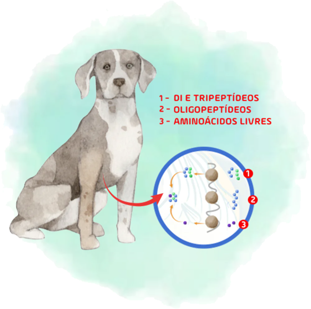 1- Di E Tripeptídeos 2- Oligopeptídeos 3- Aminoácidos Livres