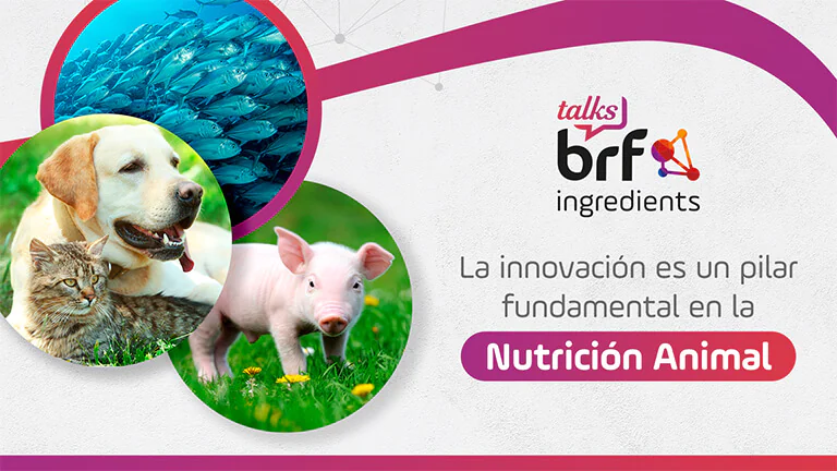 Fuentes de proteína en la Nutrición Animal: usos y tendencias - BRF  Ingredients