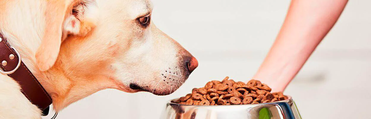 Alternatives to increase digestibility in pet food - BRF Ingredients Alternatives to increase digestibility in pet food - BRF Ingredients