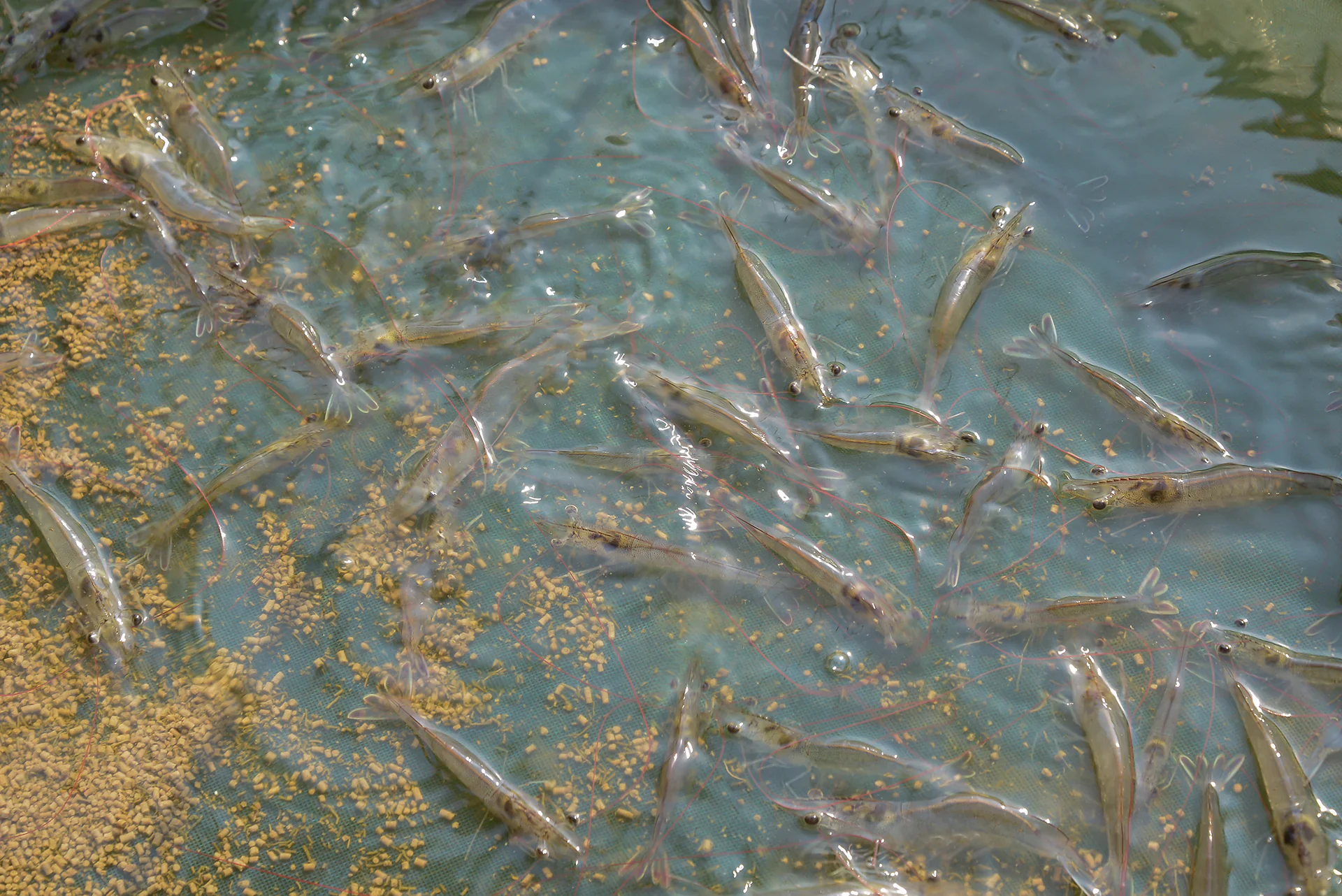 How feed palatability influences shrimp farming - BRF Ingredients How feed palatability influences shrimp farming - BRF Ingredients