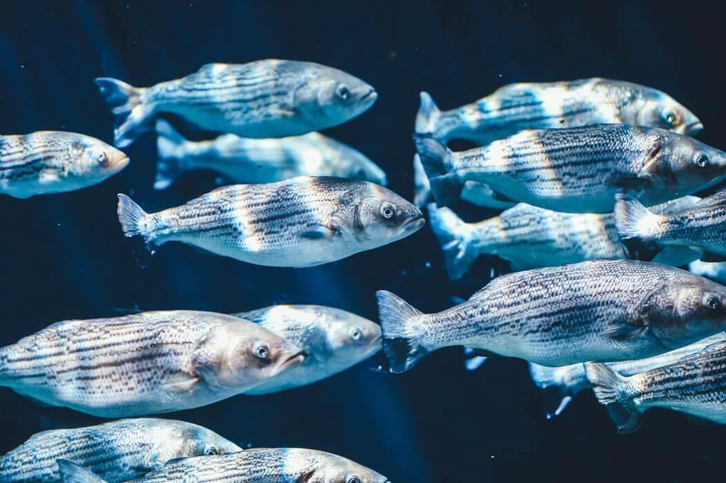 How can feed palatability impact aquaculture? - BRF Ingredients