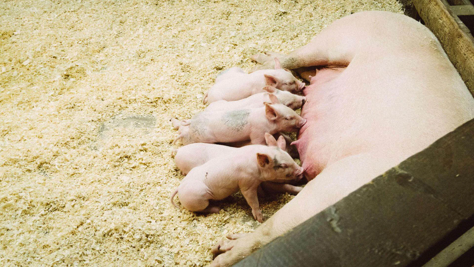 How changes in swine feed may affect the weaning phase - BRF Ingredients