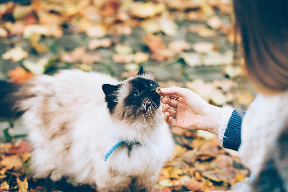 Palatability: A Fundamental Concept for Pet Food Formulation - BRF Ingredients Palatability: A Fundamental Concept for Pet Food Formulation - BRF Ingredients