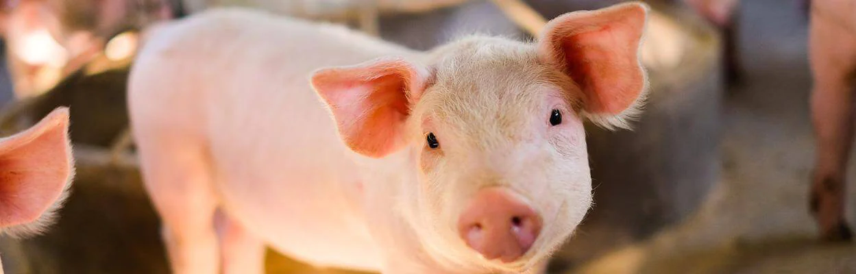 What are the main factors that affect digestibility in animal nutrition? - BRF Ingredients What are the main factors that affect digestibility in animal nutrition? - BRF Ingredients
