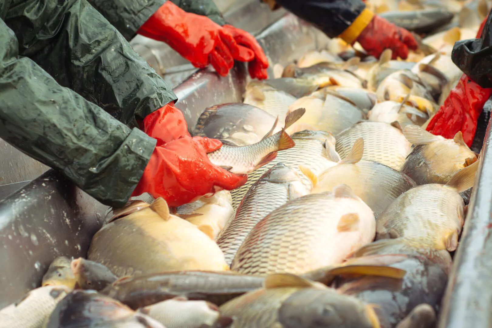 Agência ALESC  Cultivo de peixes pode dar lucro de R$ 1 por kg produzido