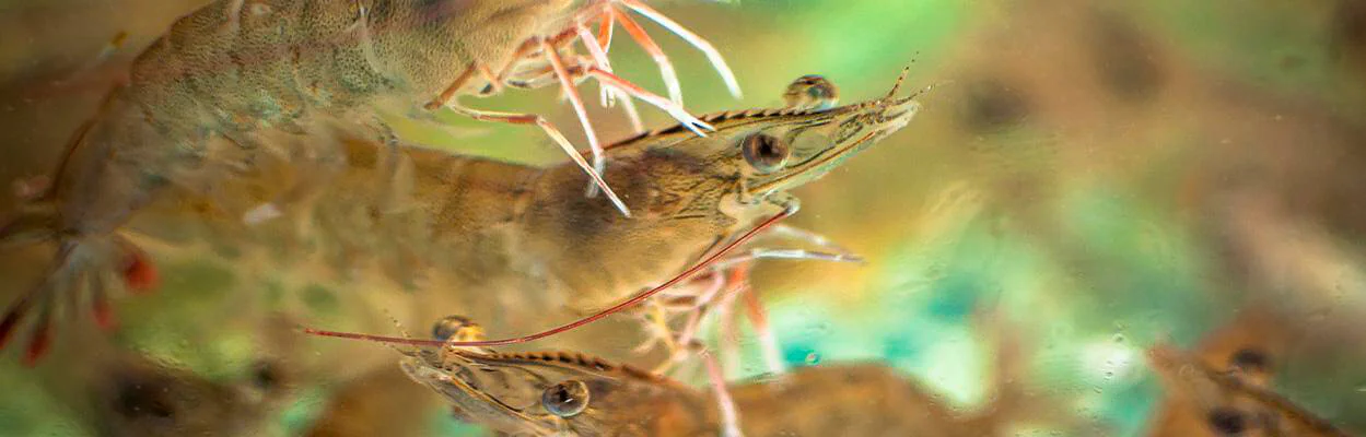 Instalar en pc Las bacterias Consumir Vibriosis: como combatir y controlar desde la nutrición animal - BRF Ingredients Instalar en pc Las bacterias Consumir Vibriosis: como combatir y controlar desde la nutrición animal - BRF Ingredients